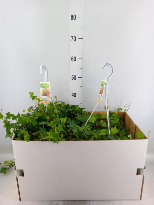 <h4>Hedera helix 'Pittsburgh'</h4>