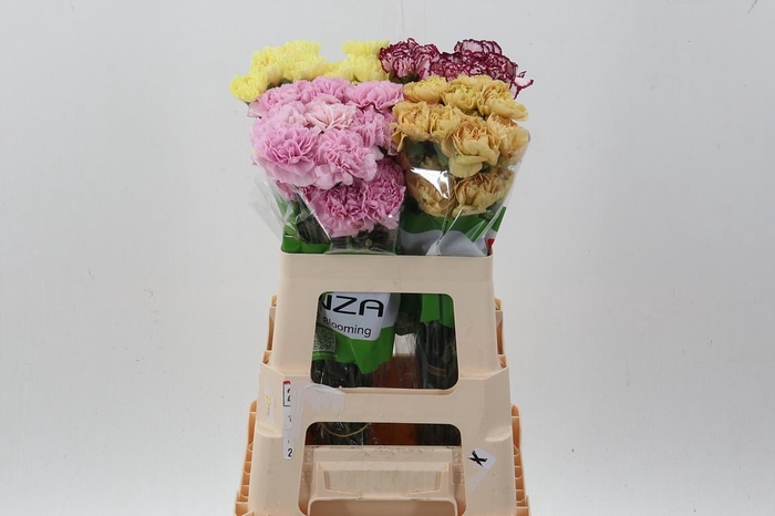 <h4>Di St Gemengd in fust 60cm</h4>