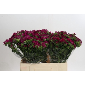 Dianthus Br Amazon Neon Cherry
