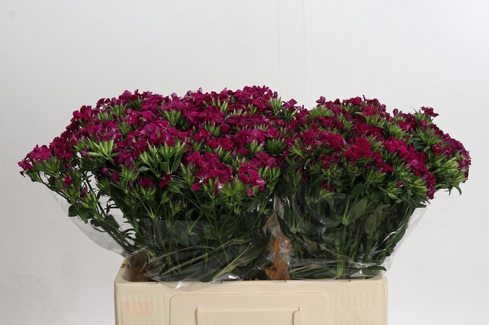 <h4>Dianthus Br Amazon Neon Cherry</h4>