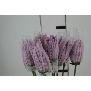 ANASTASIA CIPRIA 080 CM LILAS