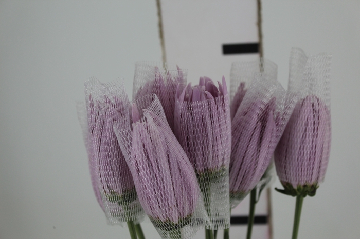 <h4>ANASTASIA CIPRIA 080 CM LILAS</h4>