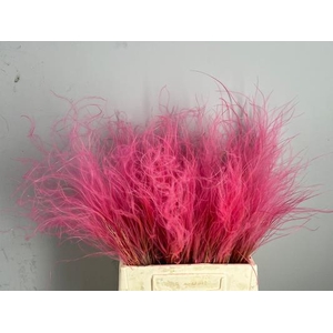 Df Stypha 40cm Bs Pink