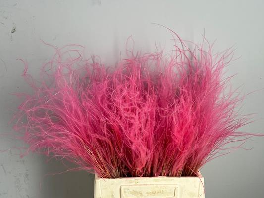 Df Stypha 40cm Bs Pink