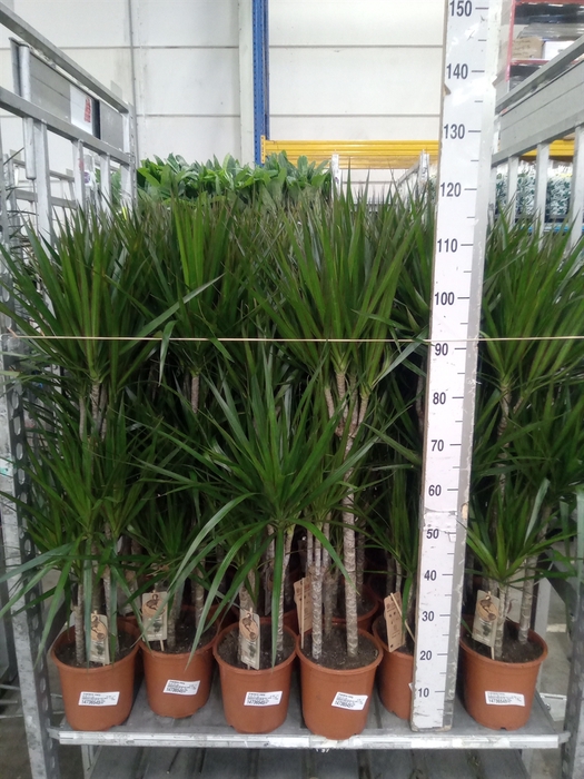 <h4>Dracaena marg.</h4>