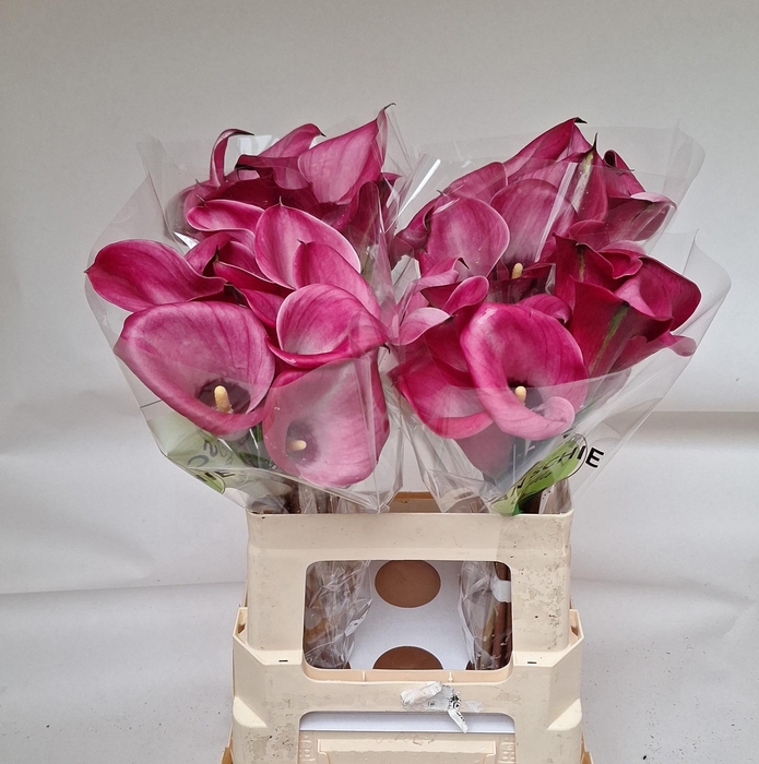 <h4>ZANT BEIJING</h4>