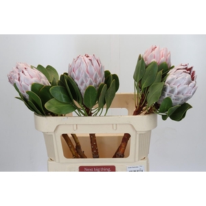 Protea Cynaroides