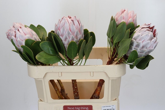 <h4>Protea Cynaroides</h4>
