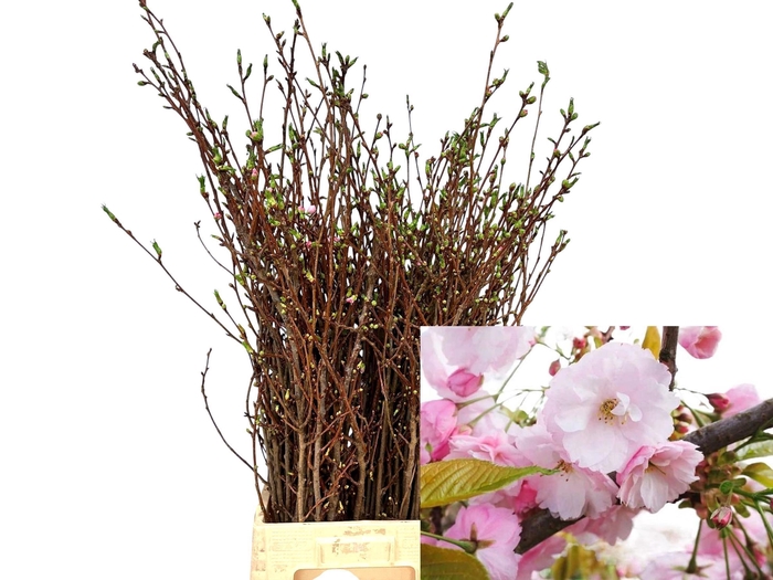 <h4>PRUNUS OV BOS</h4>