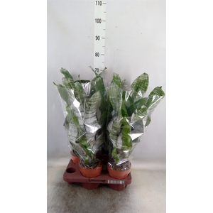 Aechmea fasciata 'Primera'
