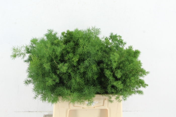 <h4>ASP UMBELLATUS</h4>