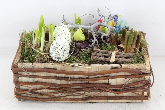 <h4>arr4 Bollenmix VL - Kist rechth. takjes</h4>