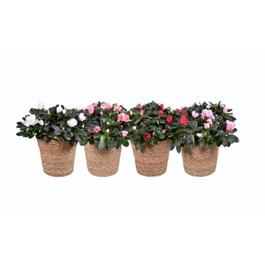 Azalea gemengd 14cm in mand 17cm