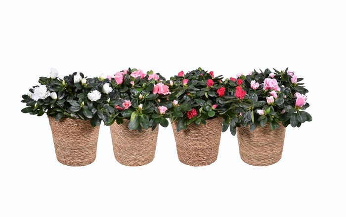 <h4>Azalea gemengd 14cm in mand 17cm</h4>