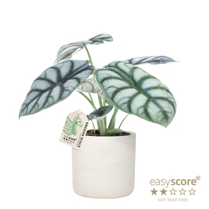 ALOCASIA NEBULA p12 Silv Dragon Raw Grey