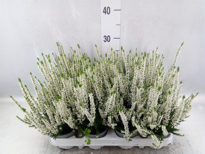 <h4>Calluna vulg. 'Beauty L Verenka'</h4>