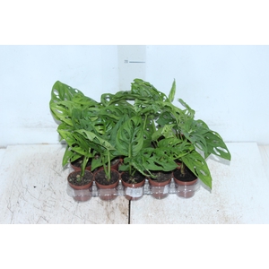 MONSTERA OBLIQUA ADANSONII P06