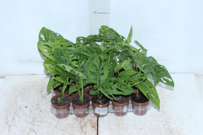 <h4>MONSTERA OBLIQUA ADANSONII P06</h4>