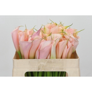 Zantedeschia Eydolls Salmon