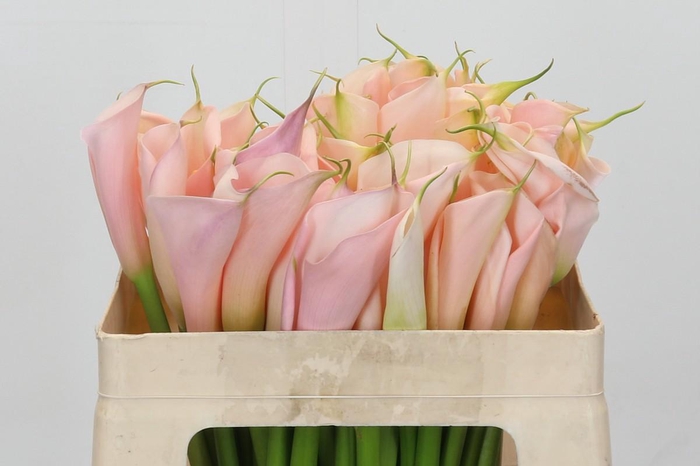 Zantedeschia Eydolls Salmon