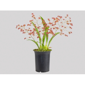 ONCIDIUM TWINKLE P13 VERMELHO
