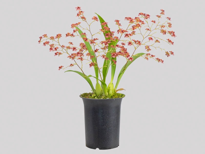 <h4>ONCIDIUM TWINKLE P13 VERMELHO</h4>