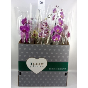 Phalaenopsis   ...mix