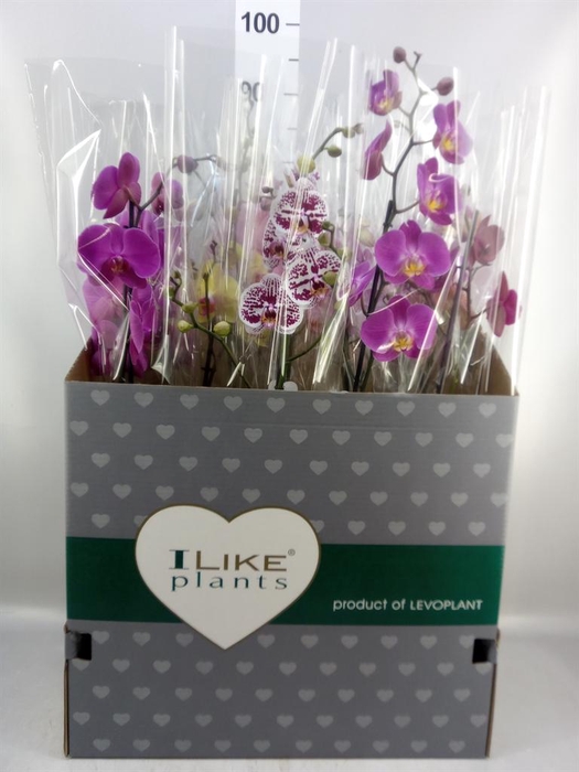 <h4>Phalaenopsis   ...mix</h4>