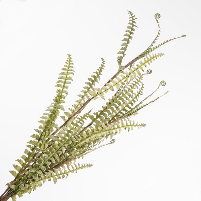 <h4>Boston Fern Bundle Green DE990001GRN</h4>