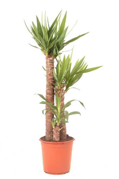 <h4>Yucca 754515</h4>