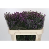 Aster Baby Pink