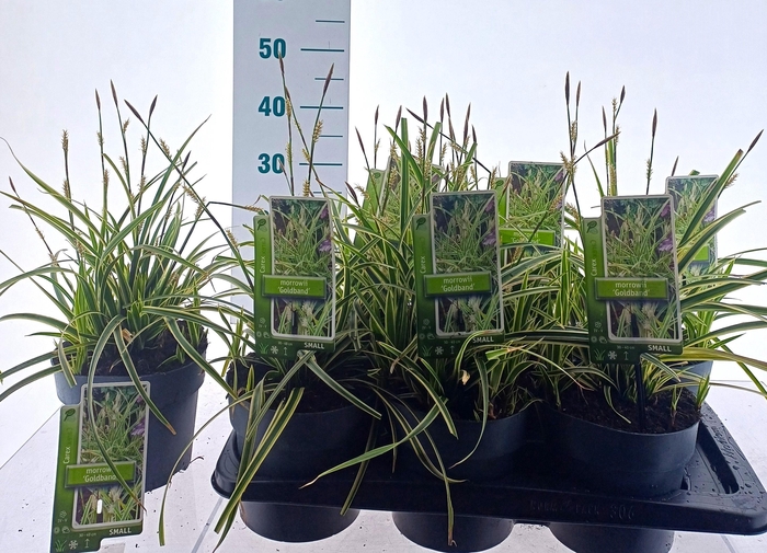 <h4>CARE MORROWII</h4>