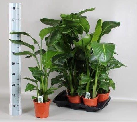 <h4>Strelitzia Nicolai</h4>
