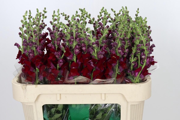 <h4>Antirrhinum majus 'Cannes Red'</h4>