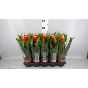 Guzmania  'Hope'
