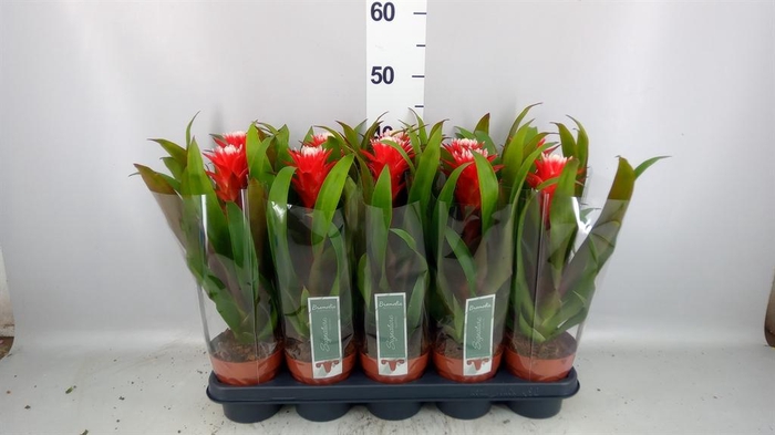 <h4>Guzmania 'Hope'</h4>