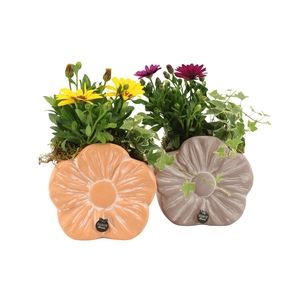 31692: Outdoor summer arrangement