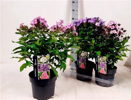 <h4>Phlox Panicul Grp Ov</h4>