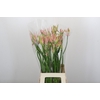 Nerine Vesta K Artistiek
