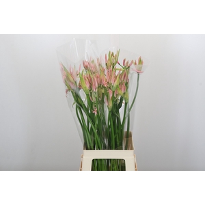 Nerine Vesta K Artistiek