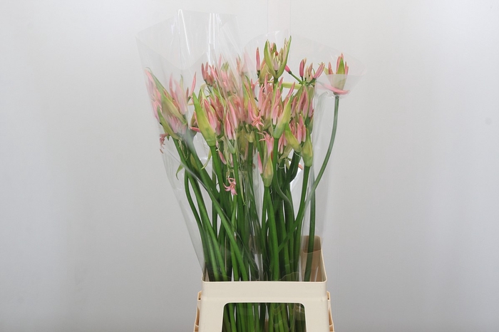 Nerine Vesta K Artistiek