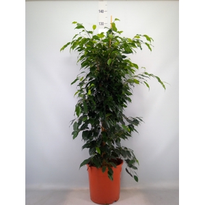 Ficus benja. 'Danielle'
