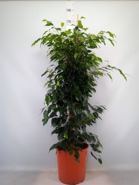 <h4>Ficus benja. 'Danielle'</h4>