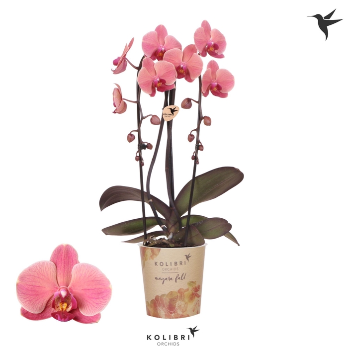 <h4>Kolibri Orchids Cascade Niagara Fall Narbonne 2 spike</h4>