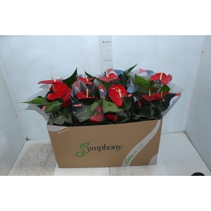 ANTHURIUM QUERIDA P15