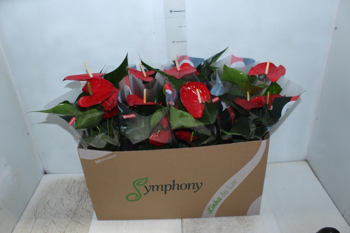 <h4>ANTHURIUM QUERIDA P15</h4>