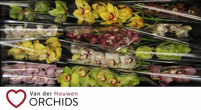 <h4>Gemengd 50 cm.</h4>