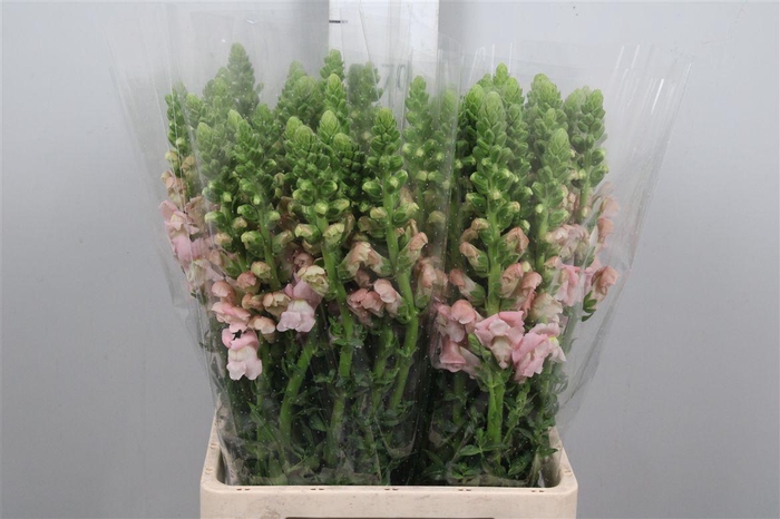 <h4>Antir It. Pink</h4>