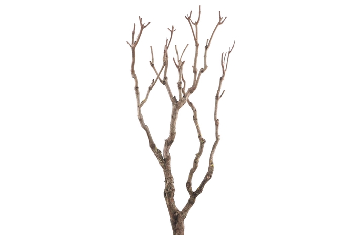 <h4>Syringa Branch Extra Leonard</h4>