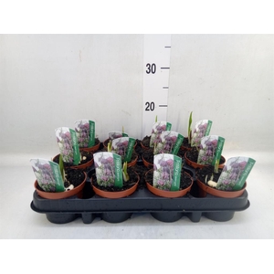 Fritillaria meleagris